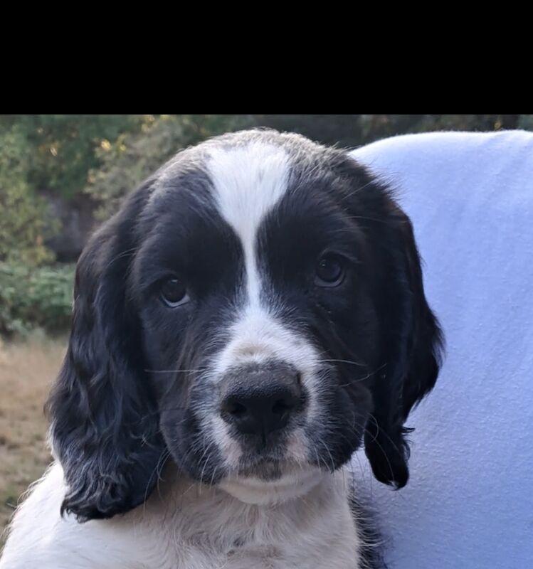 Sprocker puppies