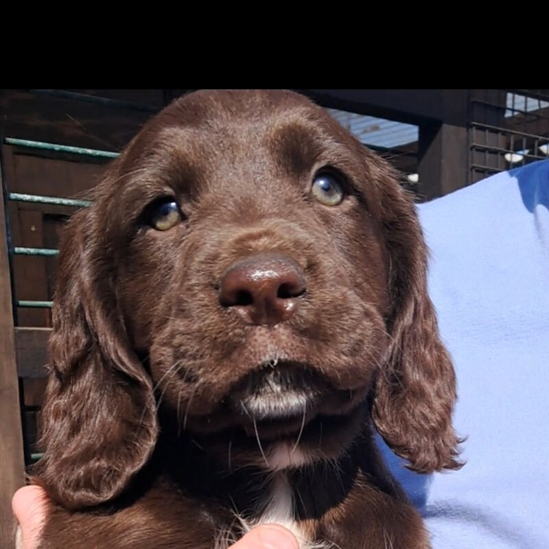 Sprocker puppies - Image 2 of 8