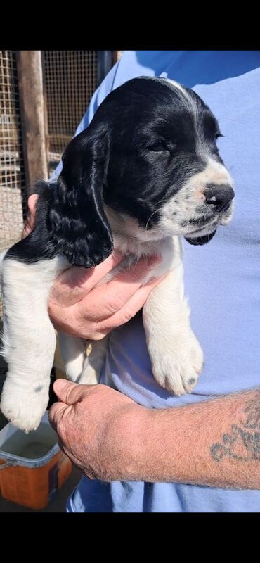 Sprocker puppies - Image 3 of 8