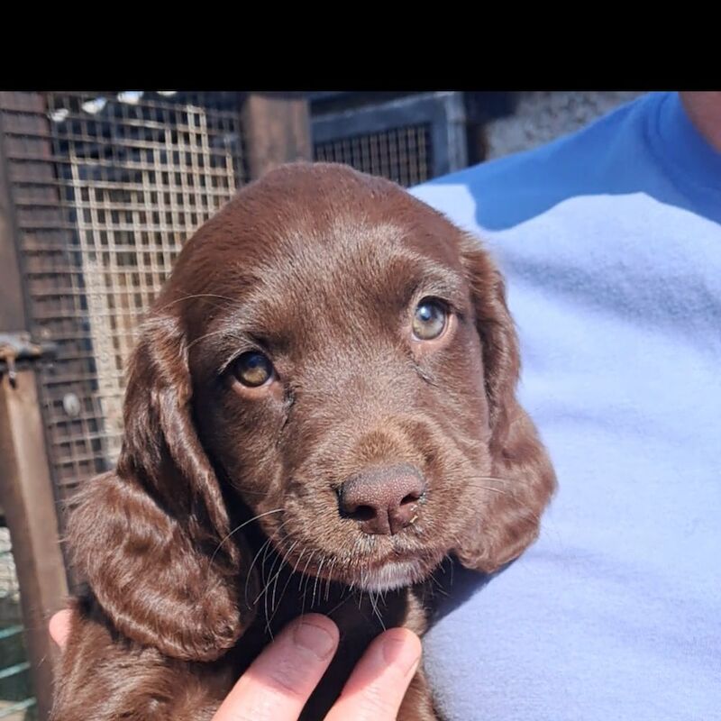 Sprocker puppies - Image 4 of 8