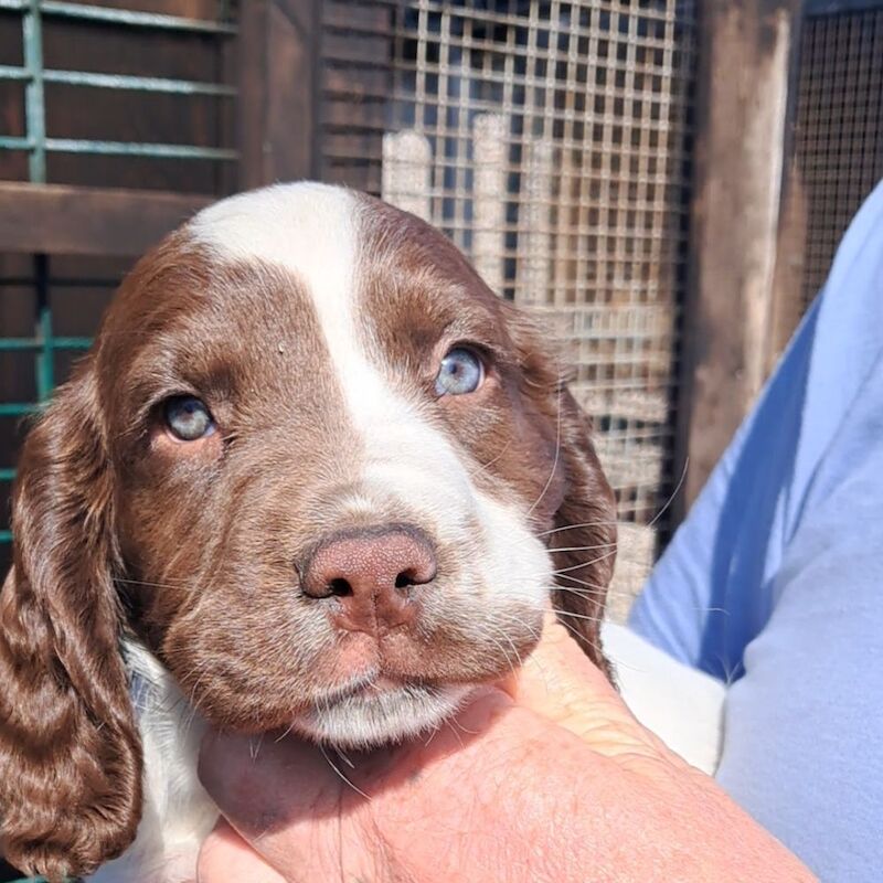 Sprocker puppies - Image 5 of 8