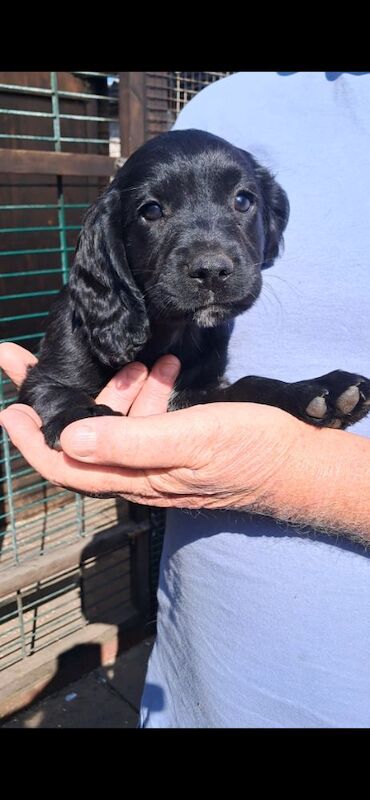 Sprocker puppies - Image 6 of 8