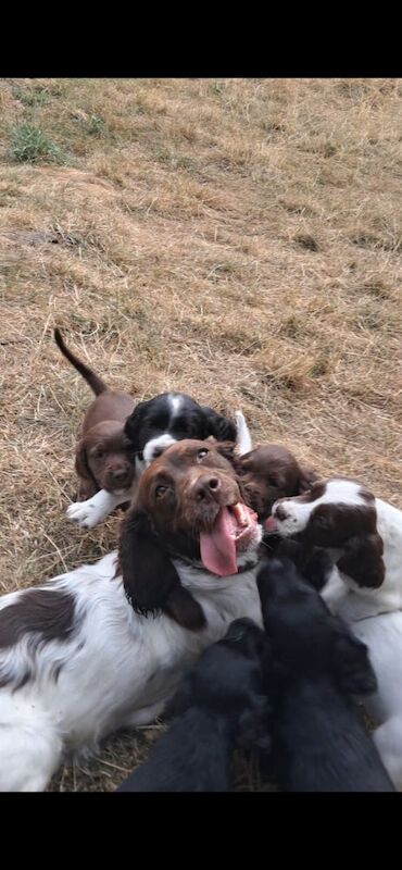 Sprocker puppies - Image 7 of 8