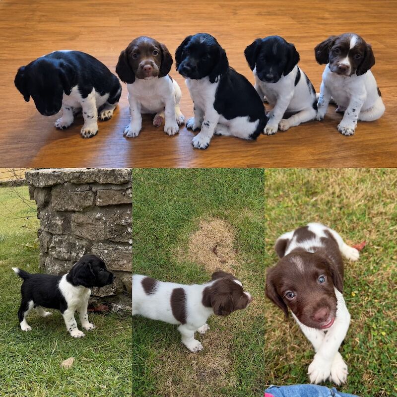 Sprocker Puppies