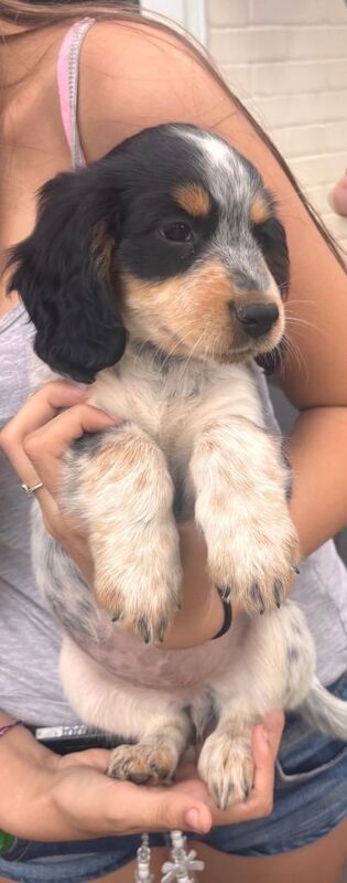 Sprocker puppies
