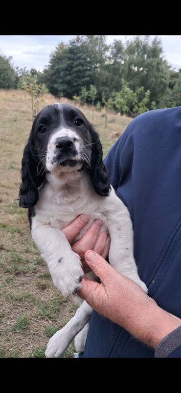 Sprocker puppies (only 3 dogs left).