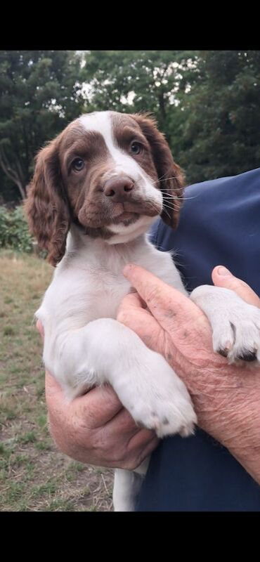 Sprocker puppies (only 3 dogs left).