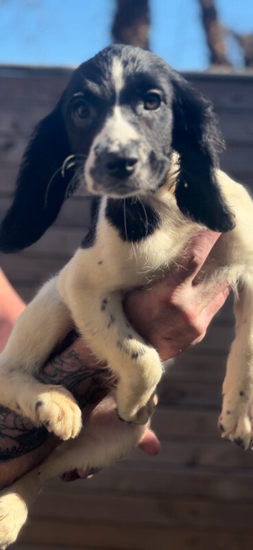 Springer Spaniel Puppies For Sale