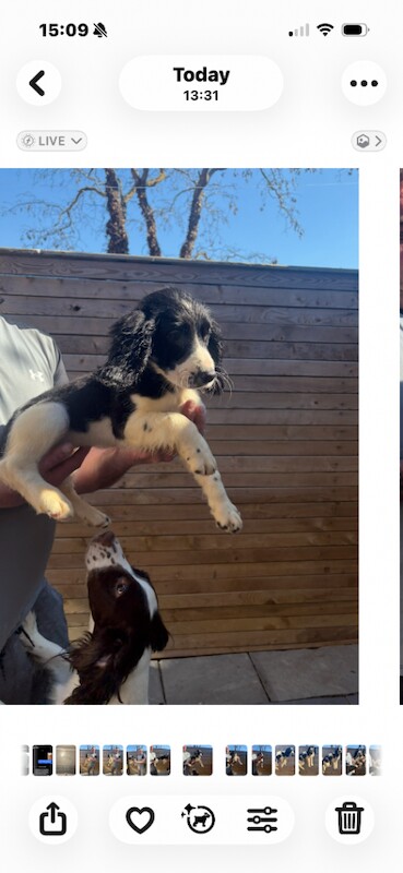 Sprocker spaniels Good blood line - Image 2 of 3