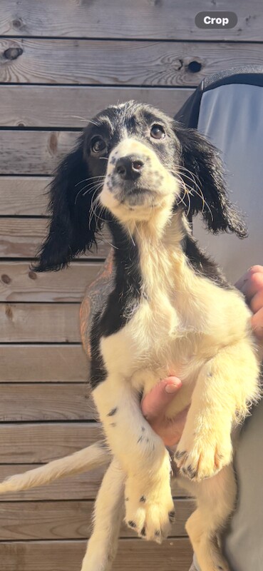 Sprocker spaniels Good blood line - Image 3 of 3