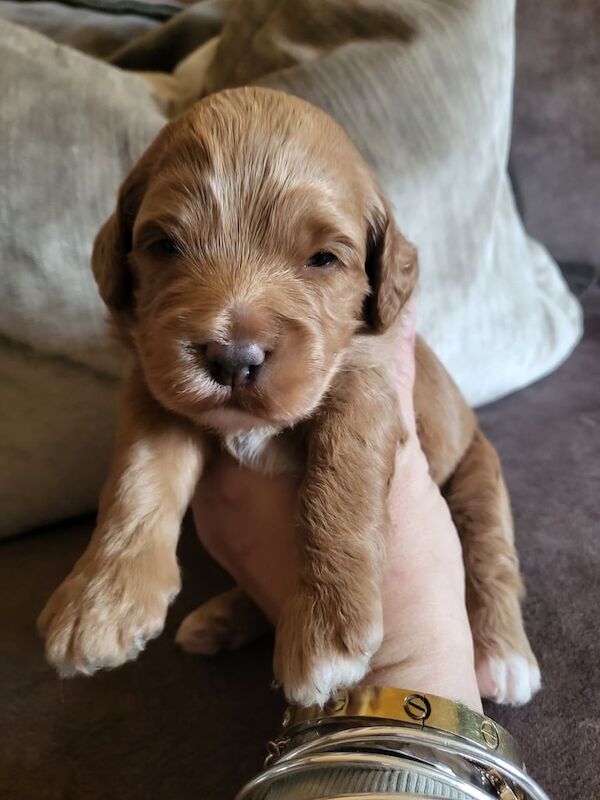 Springer Spaniel puppies for sale in Highland Boath, Nairn – 2 weeks old