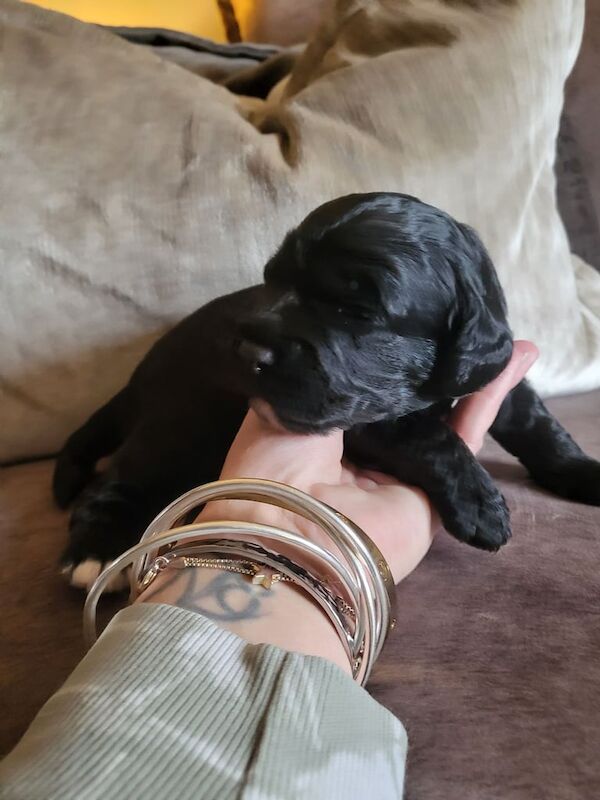 Springer Spaniel puppies for sale in Highland Boath, Nairn – 10 weeks old - Image 2 of 3