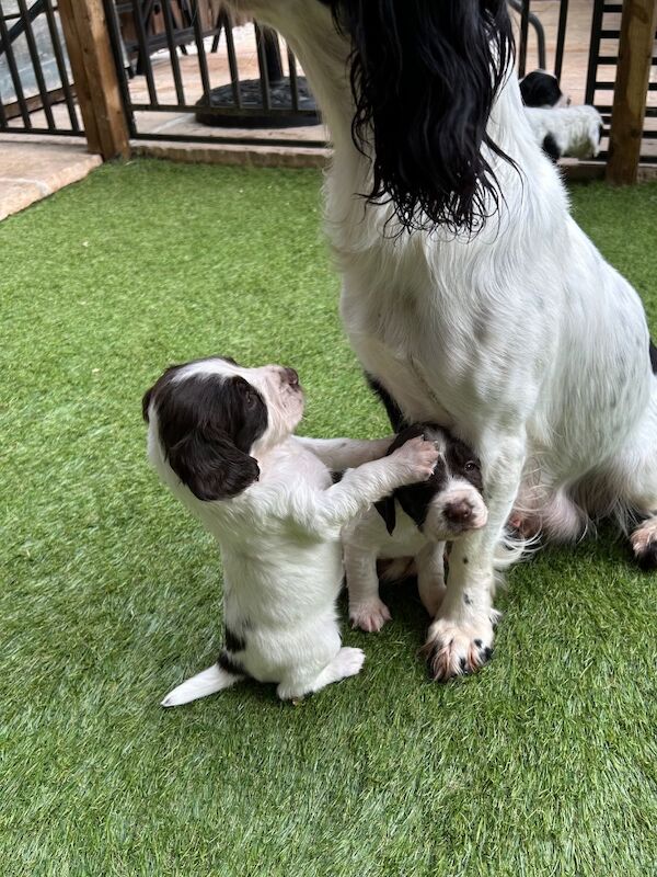 Striking Traditional English Springer Spaniel puppies