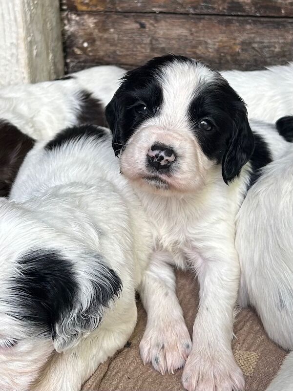 Striking Traditional English Springer Spaniel puppies
