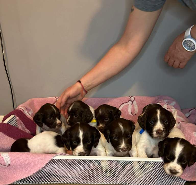 Stunning champion line english springers