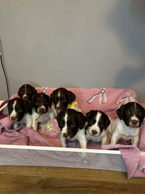 Stunning champion line english springers - Image 2 of 6