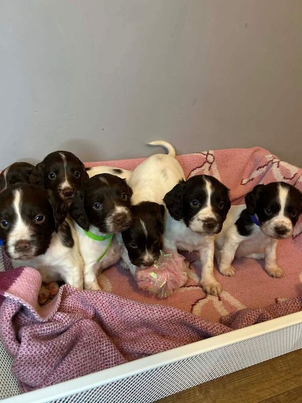 Stunning champion line english springers - Image 3 of 6