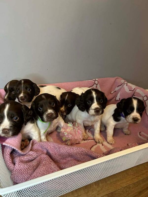 Stunning champion line english springers - Image 4 of 6