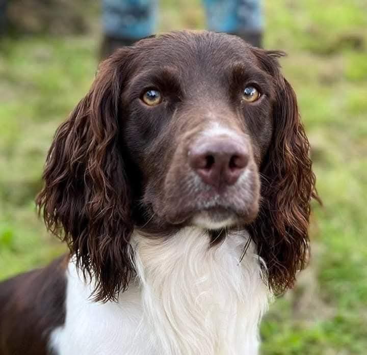 Stunning English Springer spaniel, KC registered and health tested for sale in Upton upon Severn, Worcestershire