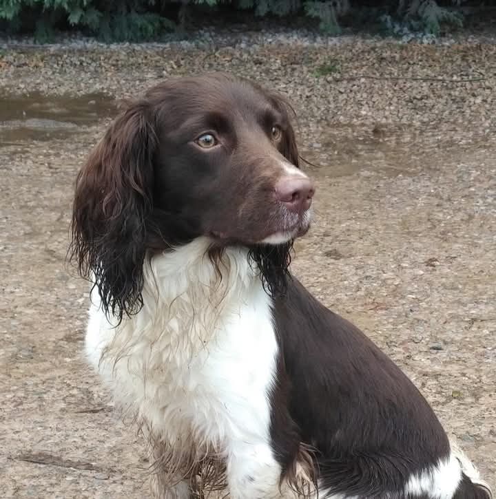 Stunning English Springer spaniel, KC registered and health tested - Image 2 of 9
