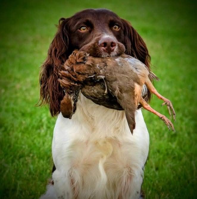 Stunning English Springer spaniel, KC registered and health tested - Image 3 of 9