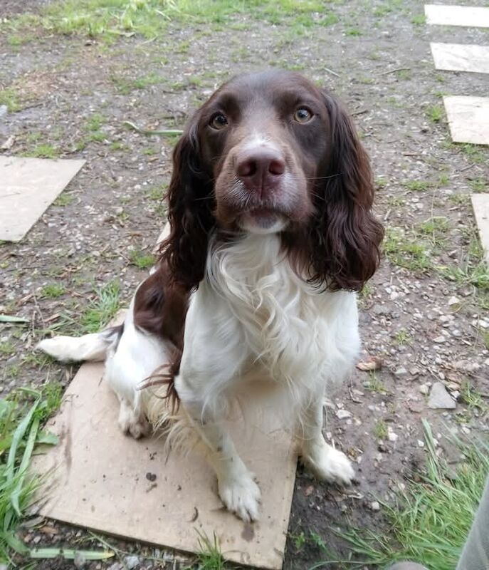 Stunning English Springer spaniel, KC registered and health tested - Image 4 of 9