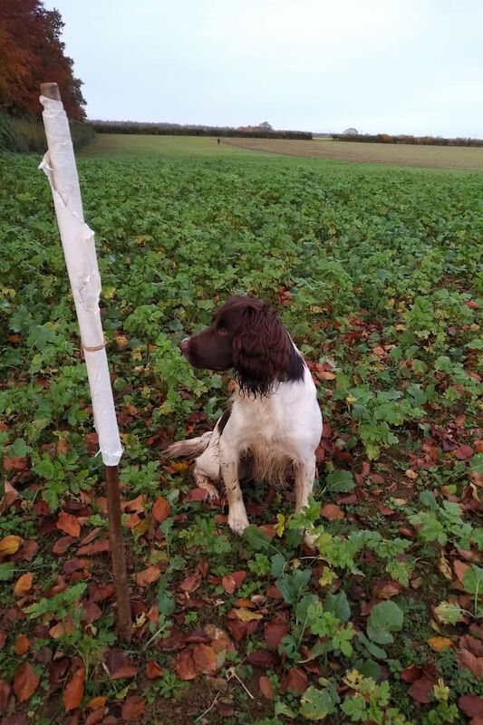 Stunning English Springer spaniel, KC registered and health tested - Image 5 of 9