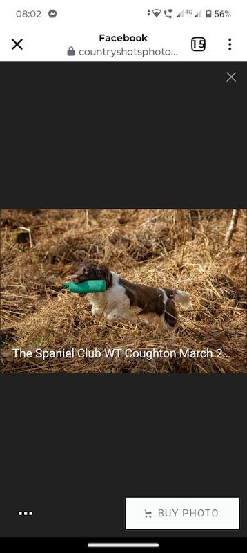 Stunning English Springer spaniel, KC registered and health tested - Image 6 of 9