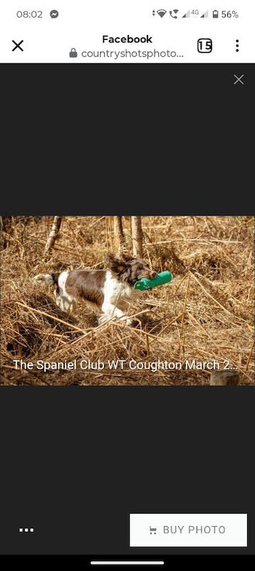 Stunning English Springer spaniel, KC registered and health tested - Image 7 of 9