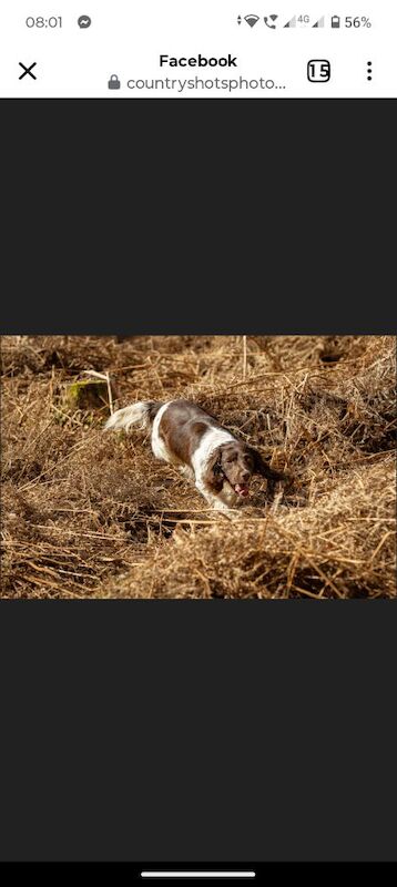Stunning English Springer spaniel, KC registered and health tested - Image 8 of 9