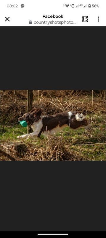 Stunning English Springer spaniel, KC registered and health tested - Image 9 of 9