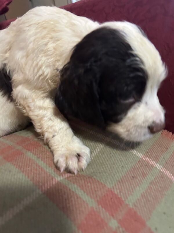 Springer Spaniel puppies for sale in Steyning, West Sussex – KC registered, 8 weeks old - Image 2 of 12