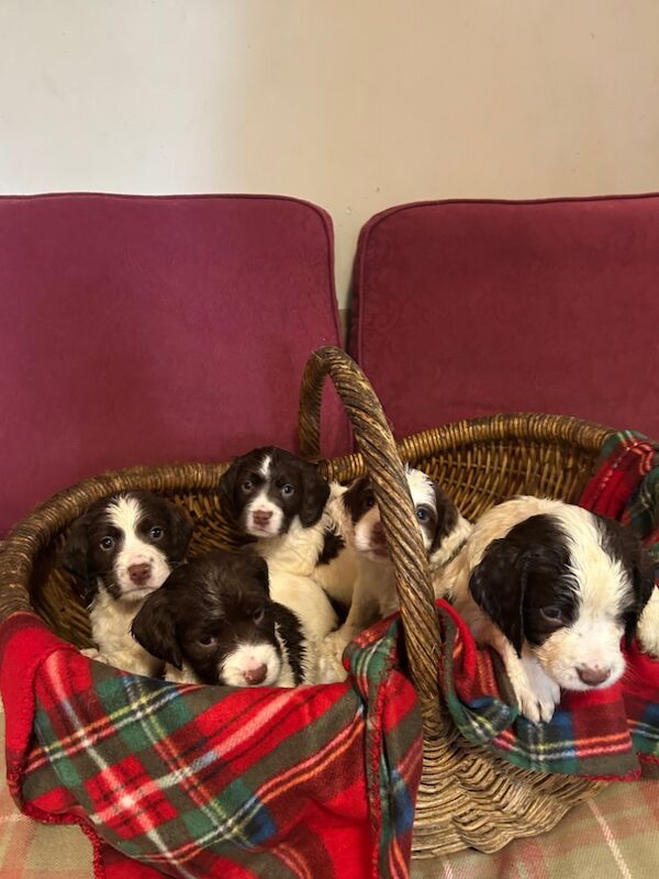 Springer Spaniel puppies for sale in Steyning, West Sussex – KC registered, 8 weeks old - Image 3 of 12