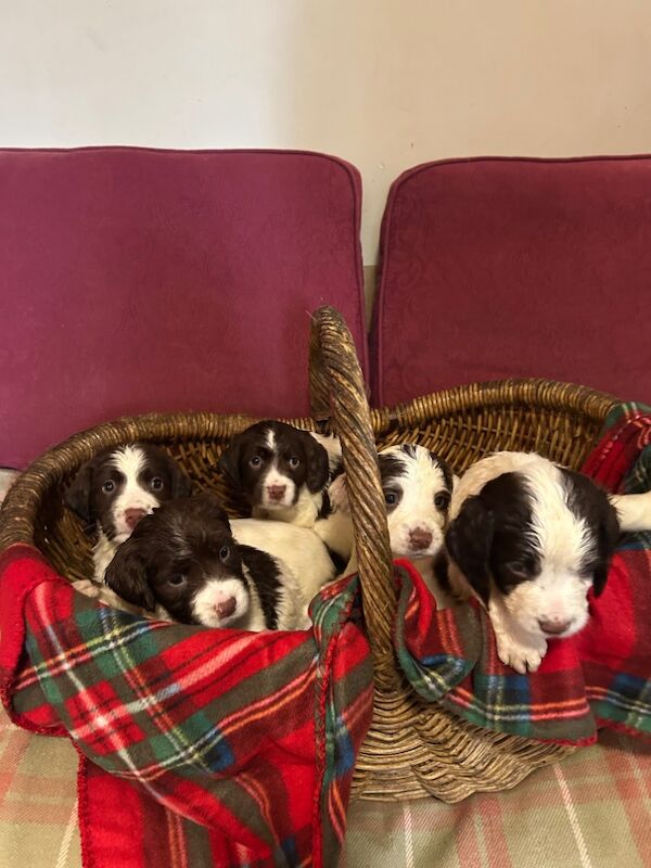 Springer Spaniel puppies for sale in Steyning, West Sussex – KC registered, 8 weeks old - Image 4 of 12