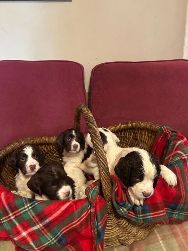 Springer Spaniel puppies for sale in Steyning, West Sussex – KC registered, 8 weeks old - Image 5 of 12