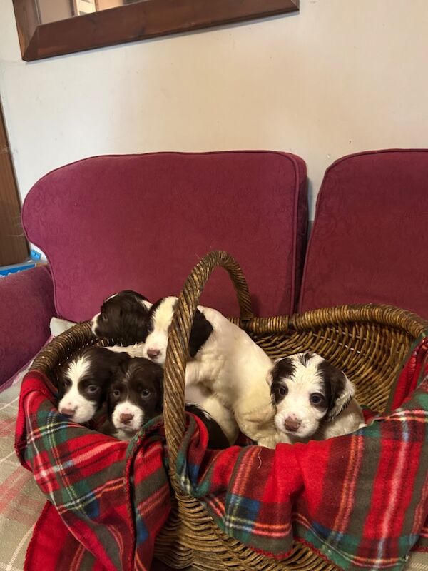 Springer Spaniel puppies for sale in Steyning, West Sussex – KC registered, 8 weeks old - Image 6 of 12