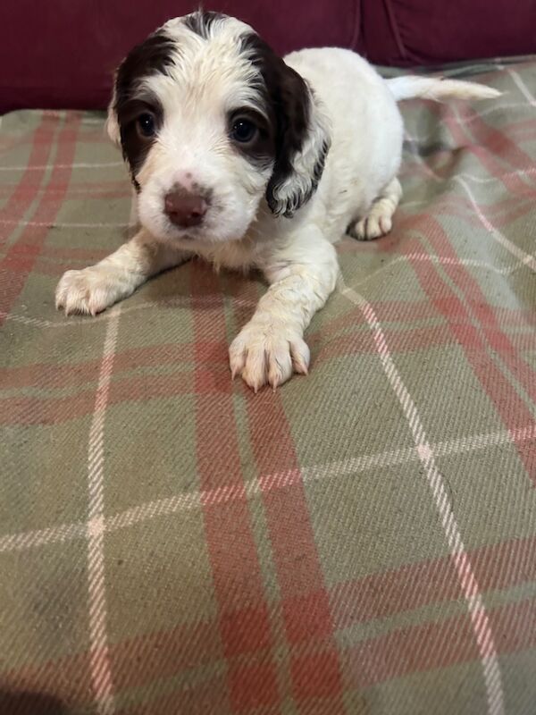 Springer Spaniel puppies for sale in Steyning, West Sussex – KC registered, 8 weeks old - Image 7 of 12