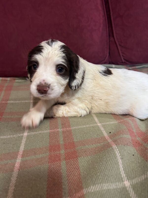 Springer Spaniel puppies for sale in Steyning, West Sussex – KC registered, 8 weeks old - Image 8 of 12
