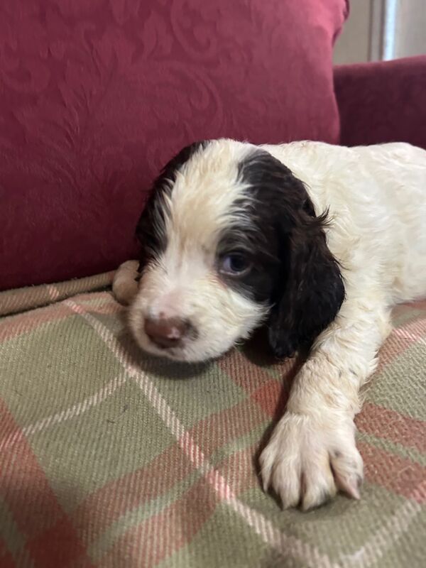 Springer Spaniel puppies for sale in Steyning, West Sussex – KC registered, 8 weeks old - Image 9 of 12