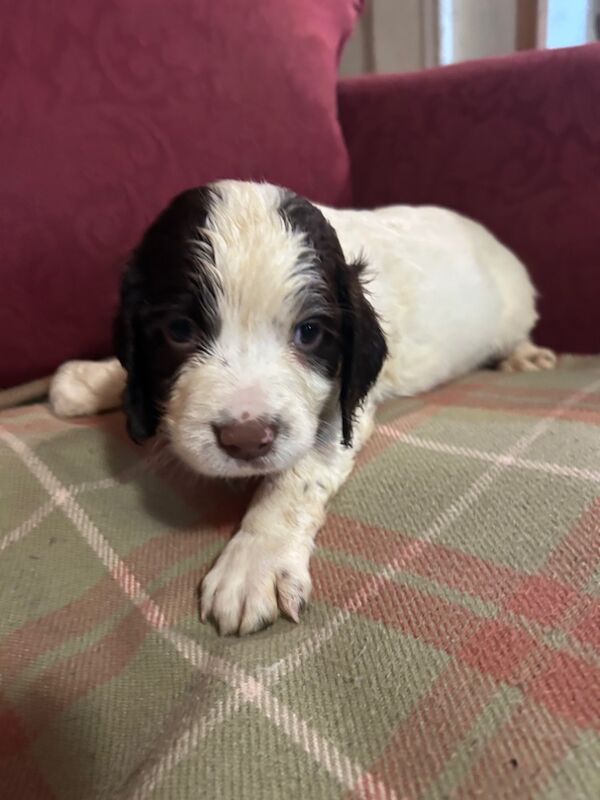 Springer Spaniel puppies for sale in Steyning, West Sussex – KC registered, 8 weeks old - Image 10 of 12