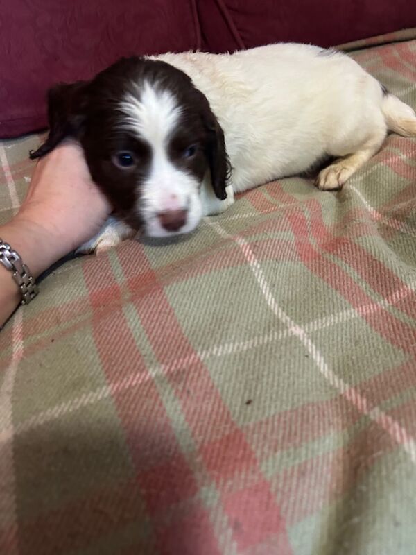 Springer Spaniel puppies for sale in Steyning, West Sussex – KC registered, 8 weeks old - Image 11 of 12