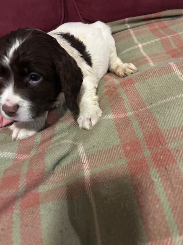 Springer Spaniel puppies for sale in Steyning, West Sussex – KC registered, 8 weeks old - Image 12 of 12
