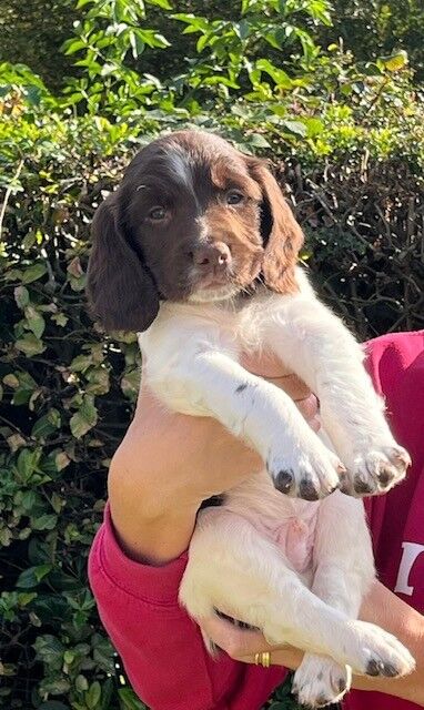 Springer Spaniel Puppies For Sale
