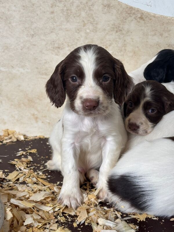Super Special Springer Spaniel Pups🐾 for sale in Holyhead / Caergybi, Gwynedd