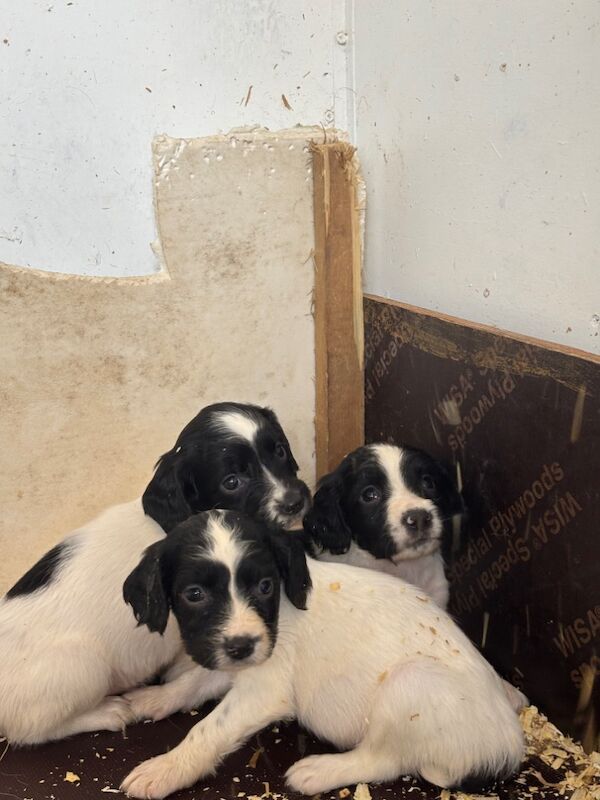 Super Special Springer Spaniel Pups🐾 for sale in Holyhead / Caergybi, Gwynedd | Image 2