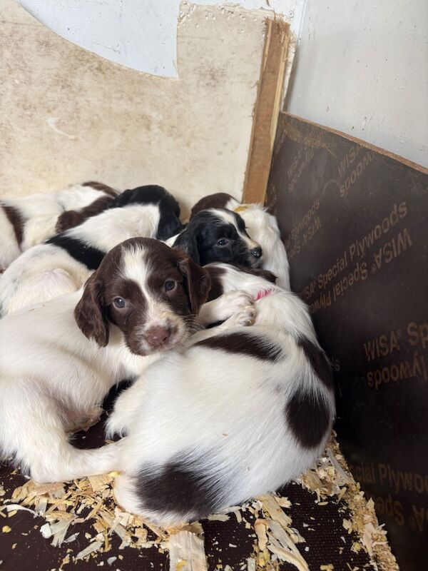 Super Special Springer Spaniel Pups🐾 for sale in Holyhead / Caergybi, Gwynedd | Image 3