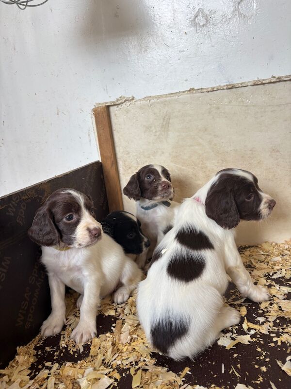 Super Special Springer Spaniel Pups🐾 for sale in Holyhead / Caergybi, Gwynedd | Image 4