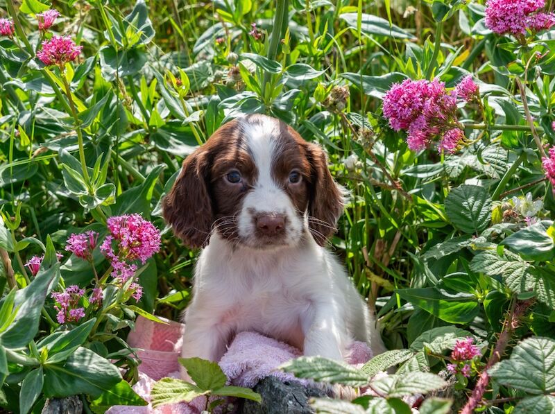 Springer Spaniel puppies for sale in Holyhead / Caergybi, Gwynedd ā KC registered, 9 weeks old