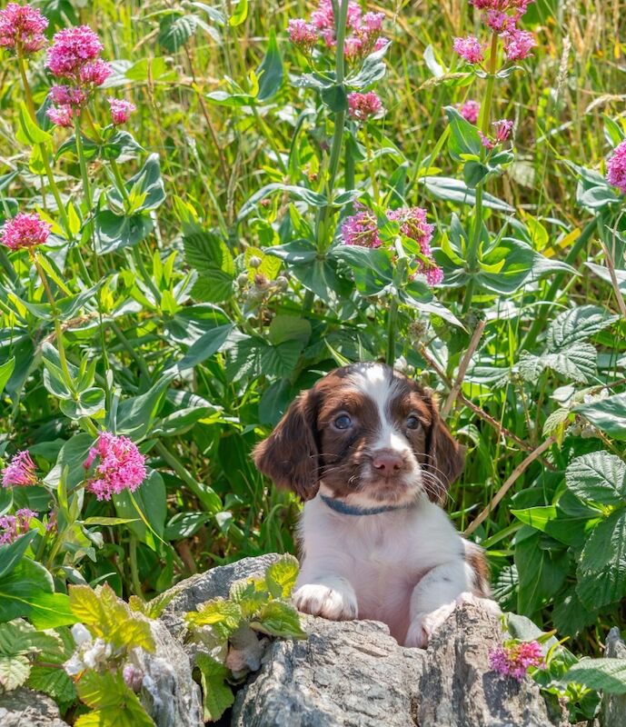 Springer Spaniel puppies for sale in Holyhead / Caergybi, Gwynedd – KC registered, 12 weeks old - Image 2 of 7