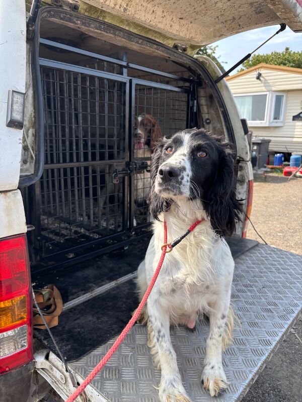 Springer Spaniel puppies for sale in Holyhead / Caergybi, Gwynedd – KC registered, 12 weeks old - Image 6 of 7